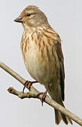 Common Linnet