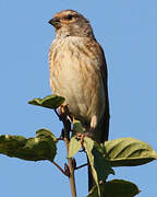 Linotte mélodieuse