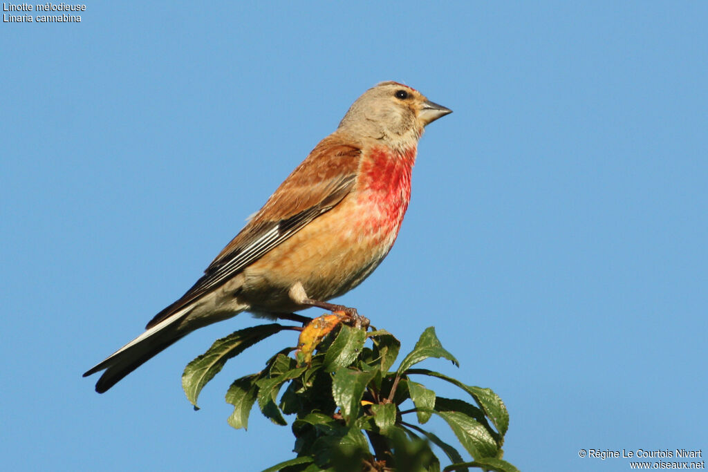 Common Linnet male adult