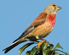 Linotte mélodieuse