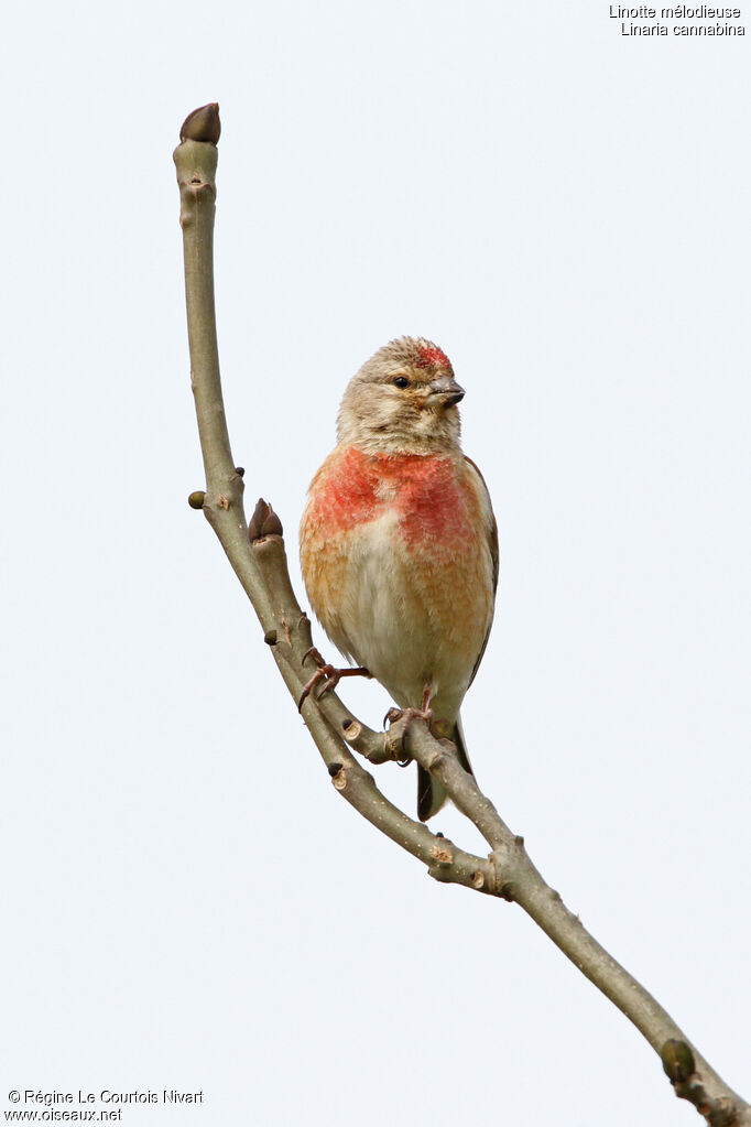 Linotte mélodieuse mâle