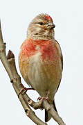 Common Linnet