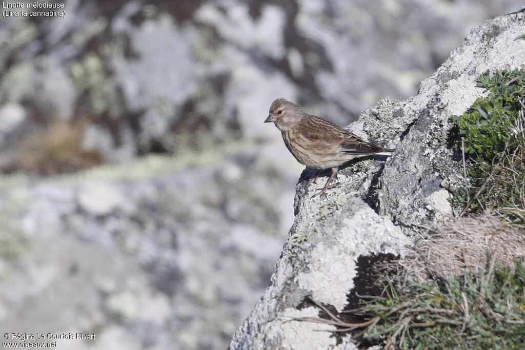 Linotte mélodieuse