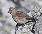 Linotte mélodieuse