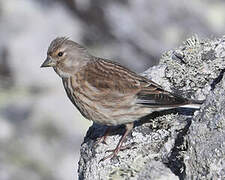 Linotte mélodieuse