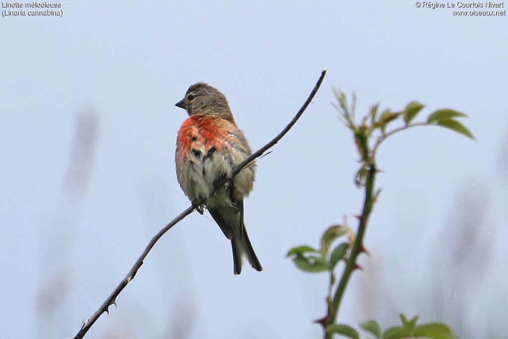 Common Linnet male