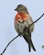 Common Linnet