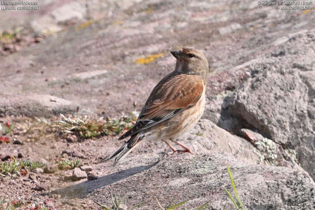 Linotte mélodieuse
