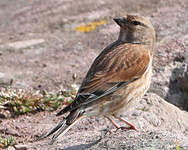 Linotte mélodieuse
