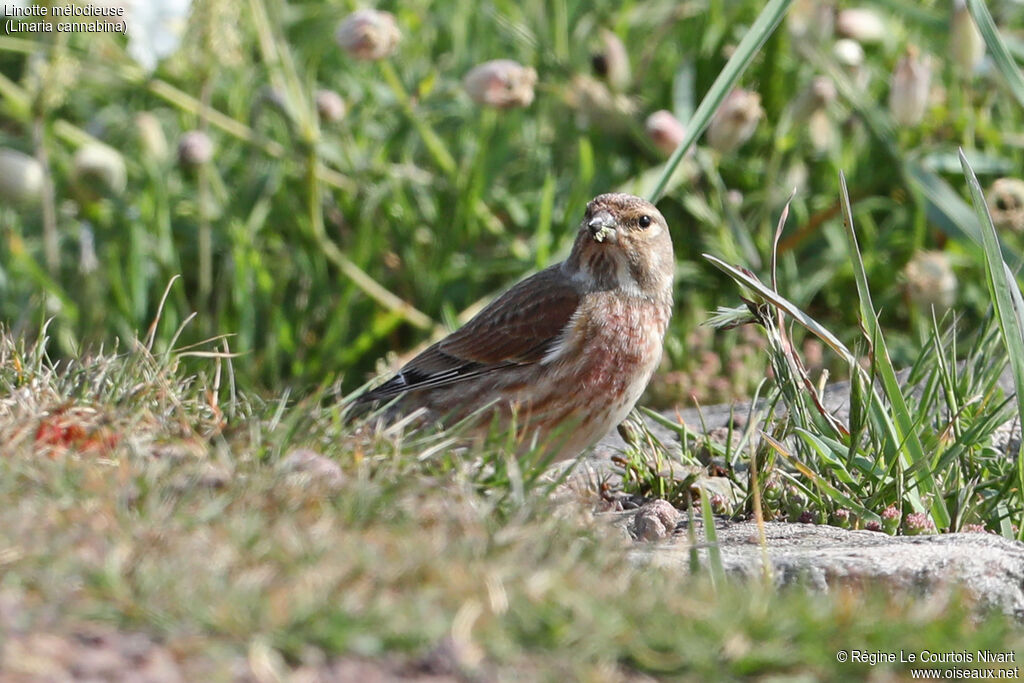 Linotte mélodieuse