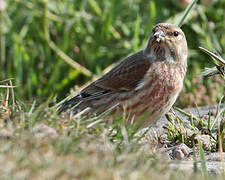 Common Linnet