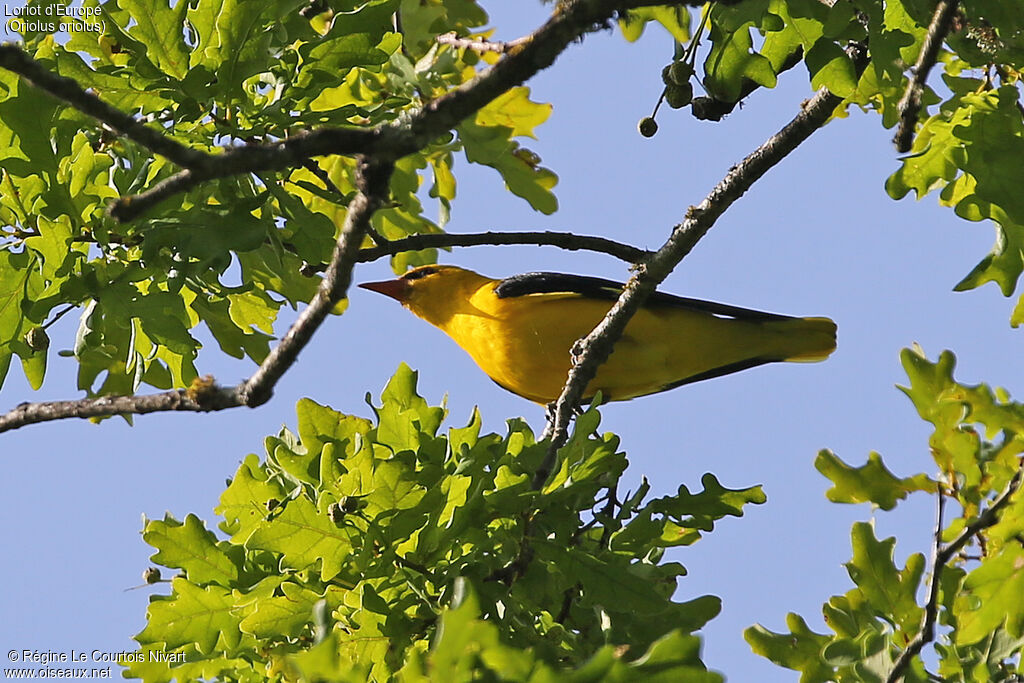 Eurasian Golden Oriole male adult