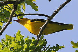 Eurasian Golden Oriole