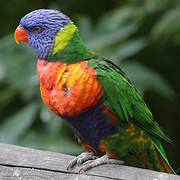 Rainbow Lorikeet