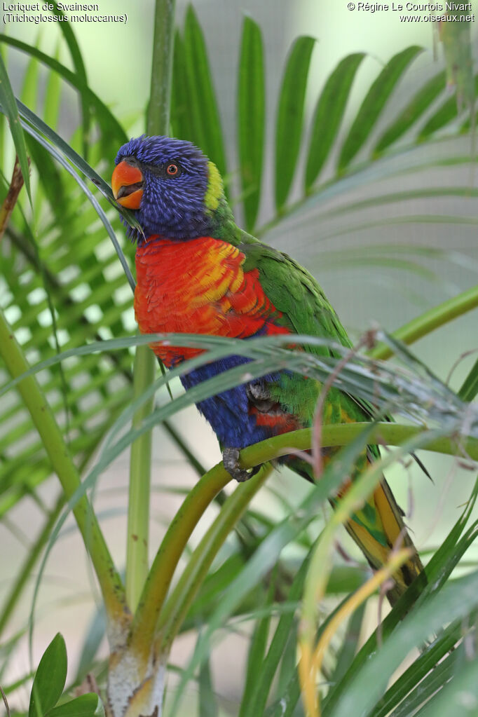 Rainbow Lorikeet