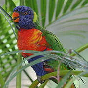 Rainbow Lorikeet