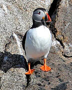 Atlantic Puffin