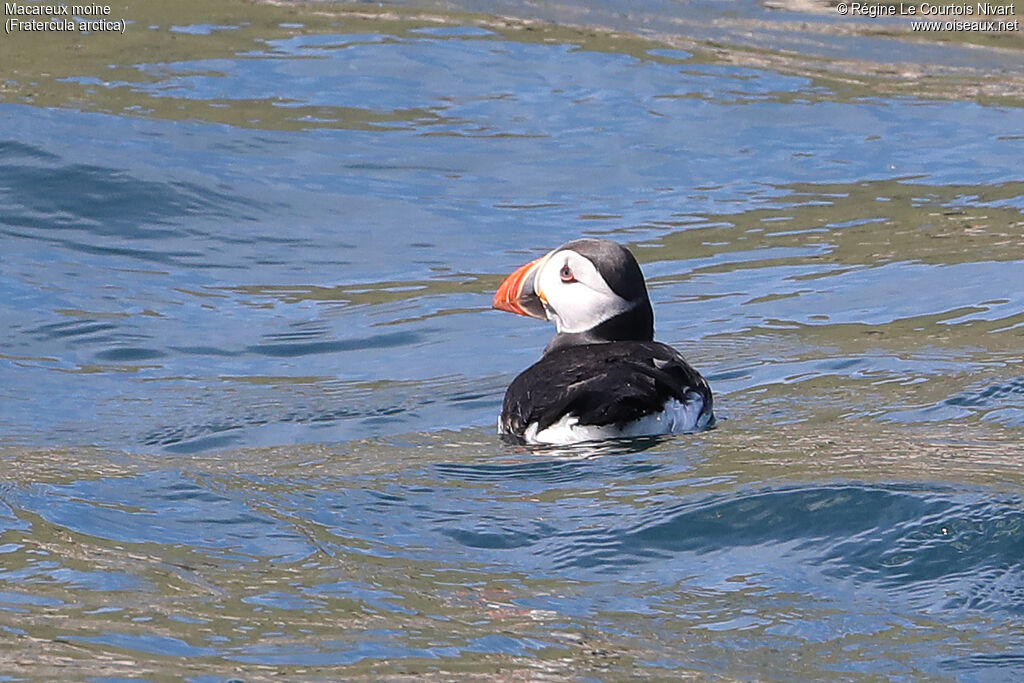 Atlantic Puffin