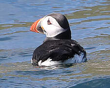 Atlantic Puffin