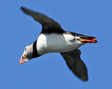 Atlantic Puffin