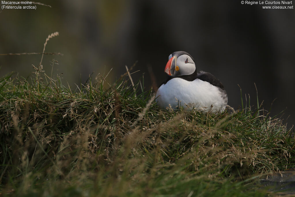 Atlantic Puffin