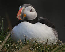 Atlantic Puffin