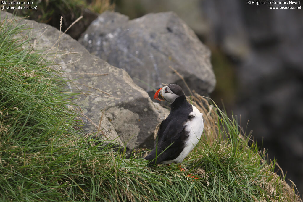 Atlantic Puffin