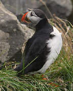 Atlantic Puffin