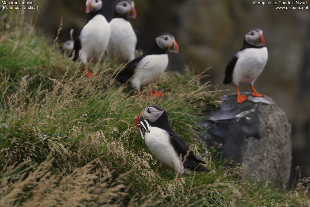 Atlantic Puffin