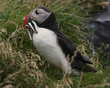 Atlantic Puffin