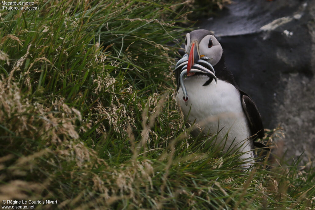 Atlantic Puffin