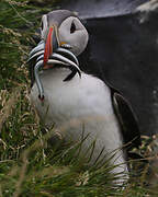 Atlantic Puffin