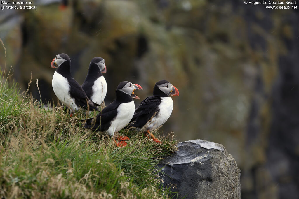 Atlantic Puffin