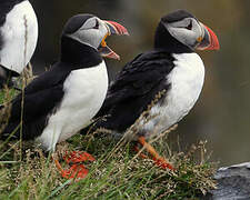 Atlantic Puffin