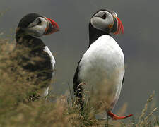 Atlantic Puffin