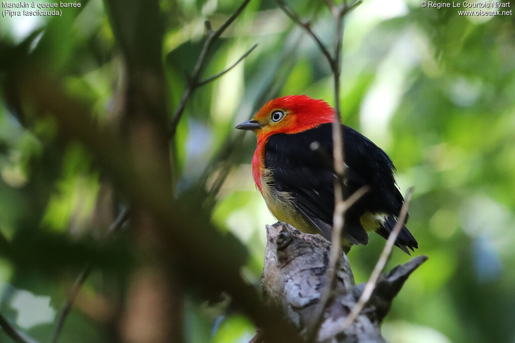 Band-tailed Manakin