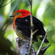 Manakin à queue barrée