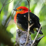 Manakin à queue barrée