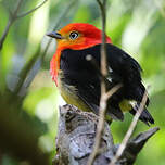 Manakin à queue barrée