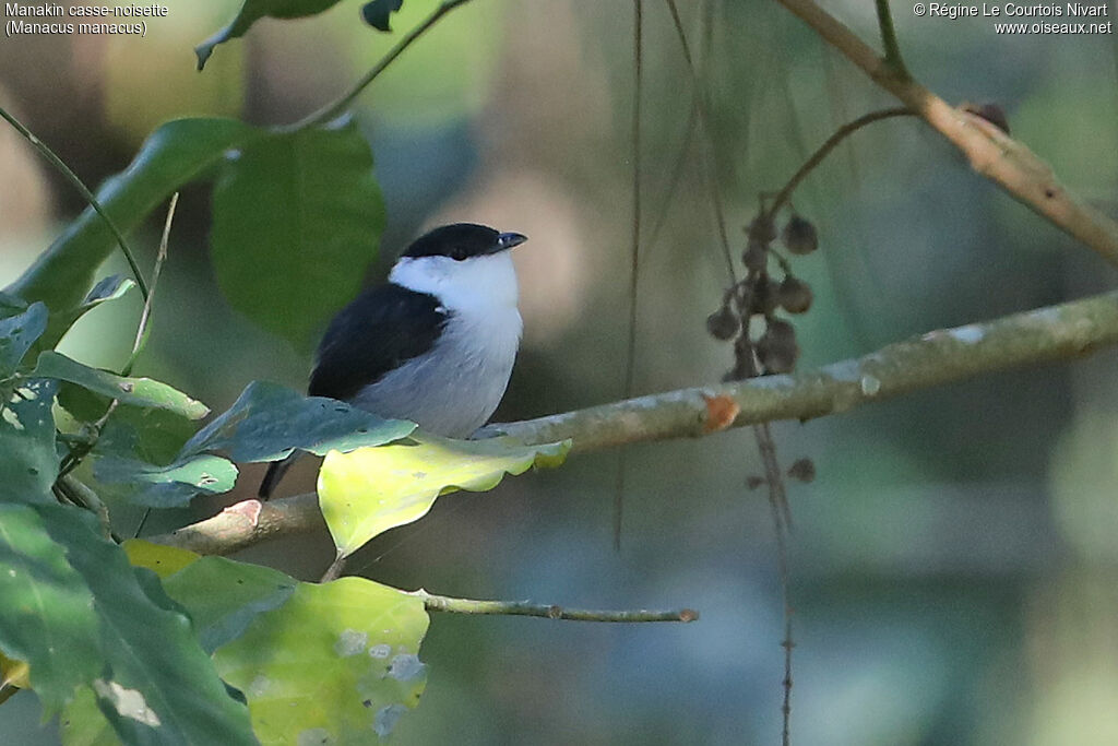 Manakin casse-noisette