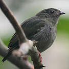 Manakin tijé
