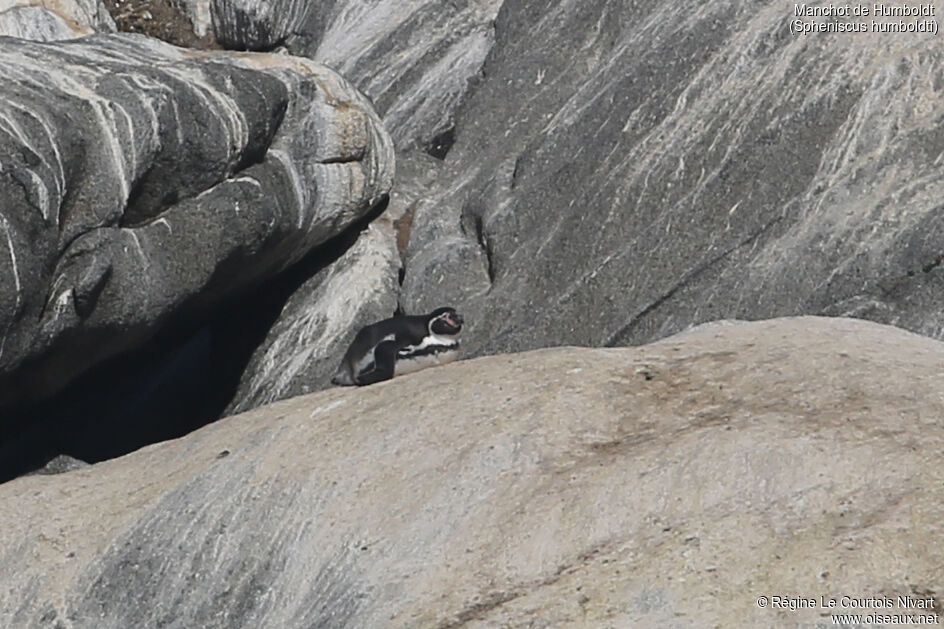 Humboldt Penguin