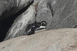 Humboldt Penguin