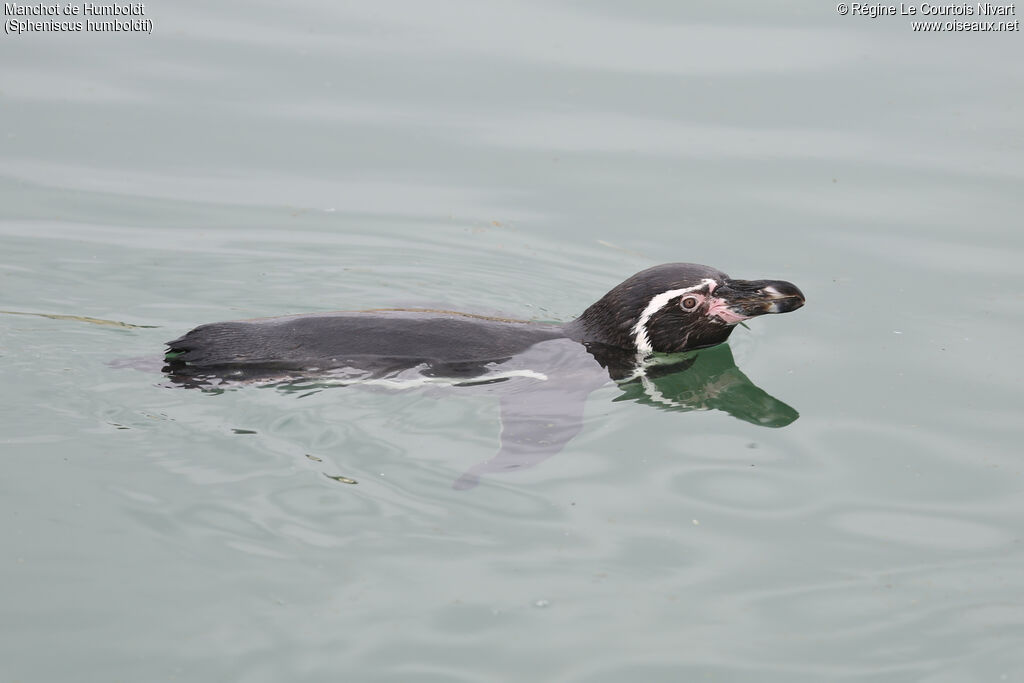 Humboldt Penguin