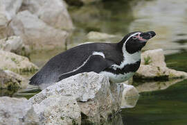 Humboldt Penguin