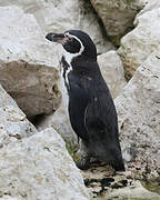 Humboldt Penguin