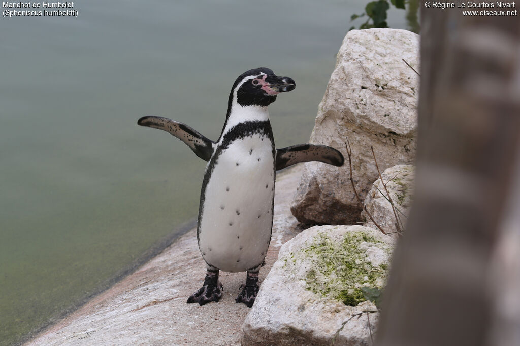 Humboldt Penguin