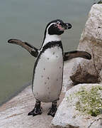 Humboldt Penguin