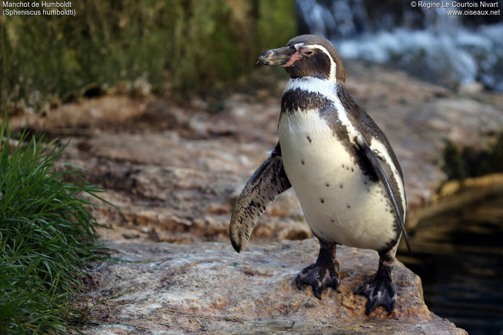 Humboldt Penguin