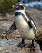 Humboldt Penguin